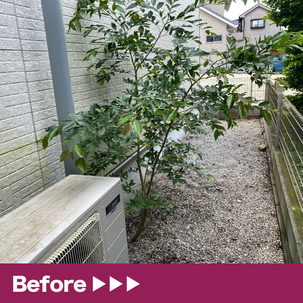 画像：Before（抜根）