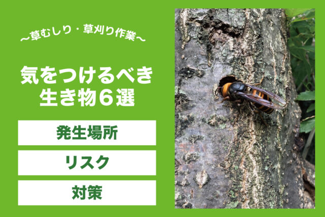 庭作業気をつける生き物６選